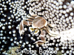 Porcelain Crab wandering in an Anemone by Abbe Bglcsa 